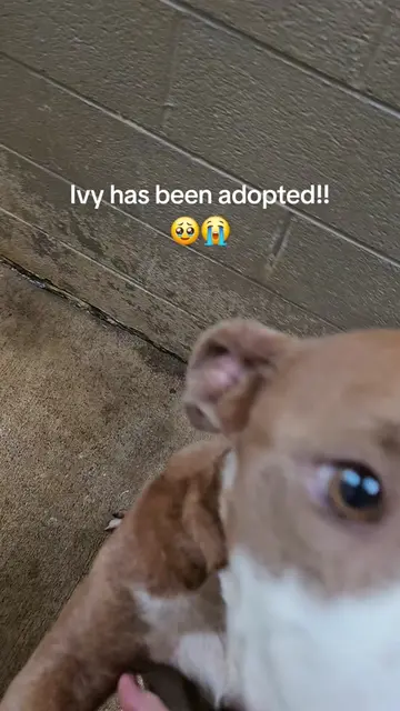 ✨️✨️ I just got the call from the officer at the shelter. Ivy is officially adop