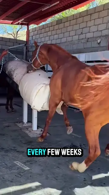 #farrier #horse #hooftriming #animal #tiktokgrowthchallenge 
