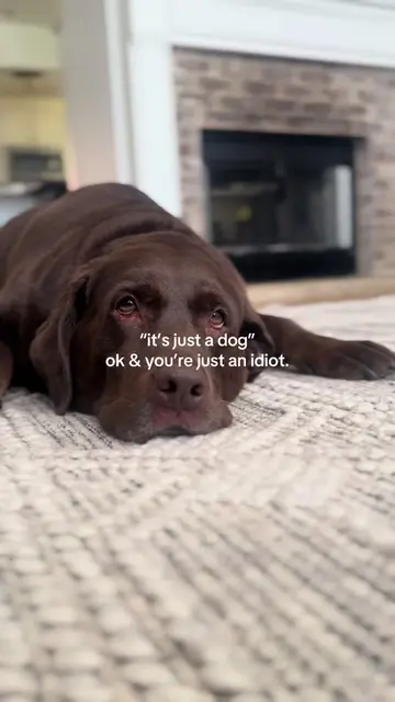 mae will judge you for saying that btw ##chocolatelabrador##labradorretriever##d
