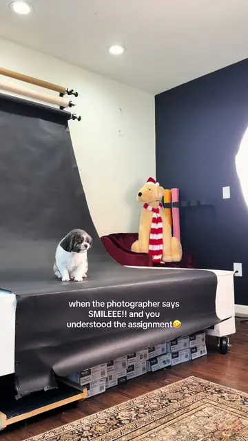 somebody get this man an agent😭😂 #shihtzusoftiktok #dogtok #petphotography #do