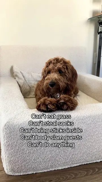 It’s a hard life 🥲 #doghumor #goldendoodle #funnydog #doodlelife #dogsoftiktok