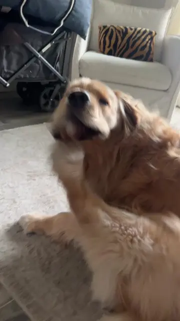 LMFAO Banks!!! so good  #goldenretriever #dog #dallas 