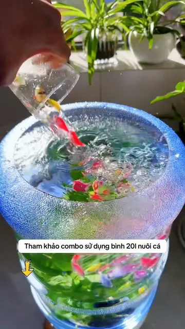 Ai bảo bình nước chỉ để đựng nước 😆 20L mà tận dụng khéo là thành bể cá mini lu