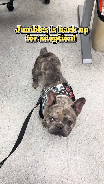 Jumbles is available for adoption… again! 🥳 Jumbles has been in an adoptive hom