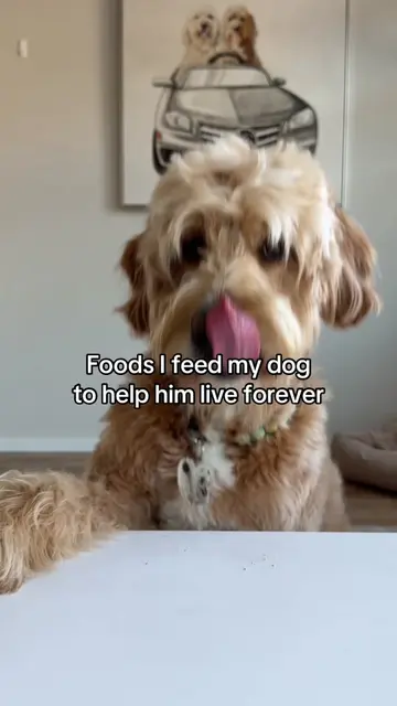 Foods I feed my dog to help him live forever ✨ Green apples 🍏 have less sugar t