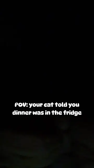 I should’ve known it’d be homemade and not takeout 😭 #cat #cats #funnycat #catb