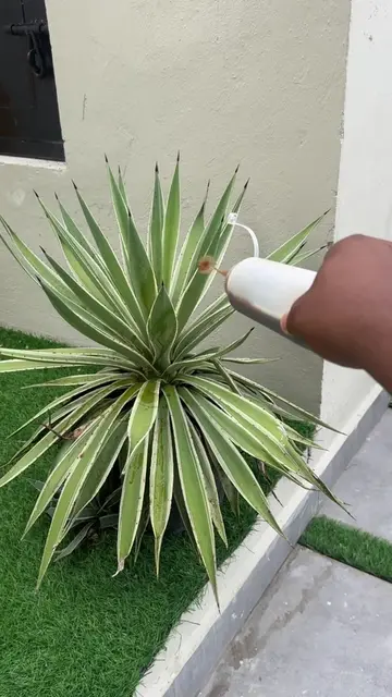 Solo un poquito y tus planta creceran rapido y sin insectos #plantas #jardin #ga
