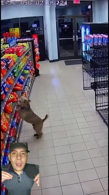 Una tienda decidió ayudar a dos perritos sin hogar de una manera diferente 🐶❤️�
