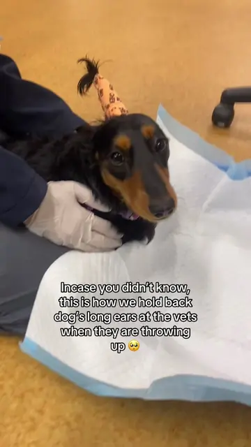 Hi guys just wanted to make sure you know that we tie back dogs ears when they a