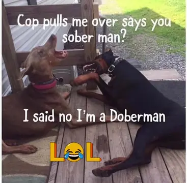 He’s been waiting his whole life for someone to ask him that question! 😂🐾 “Are