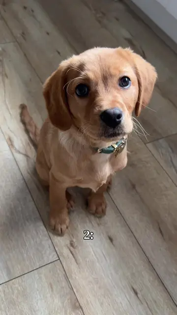 Do you need anymore convincing?! 🤎 #cutestpuppy #puppyeyes #cavador #cutepuppy 