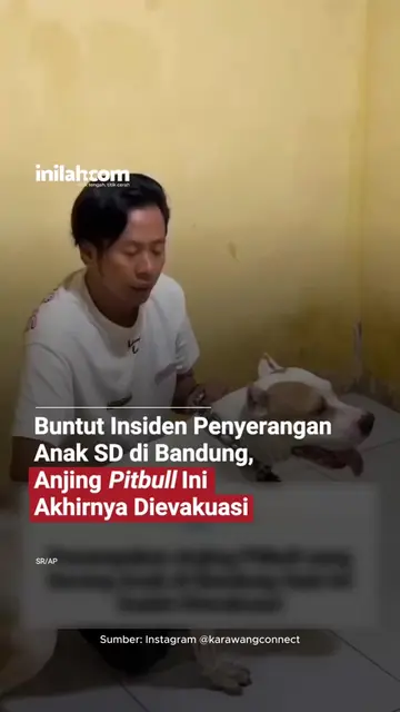 Yayasan Rumah Singgah Clow resmi mengamankan dan mengkarantina anjing jenis pitb