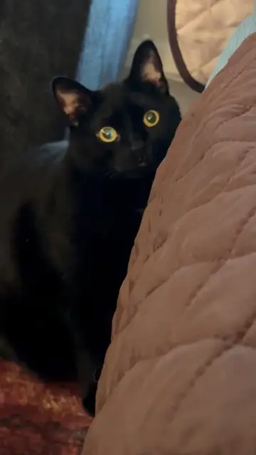 #funnypets #pets #catlover #cats #black
