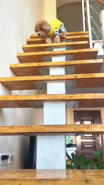 I was just trying to record my dog going down the stairs… and accidentally captu
