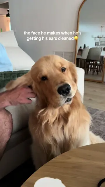 dats nice #reefthegolden #goldenretriever 