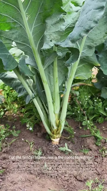 Guess What This Vegetable Is—It's Really Delicious