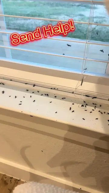 The love bugs have officially taken over my house. And when I say taken over…I m