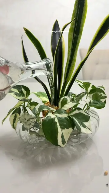 🌿 Dica de ouro: antes de colocar qualquer planta na água, lave bem as raízes e 