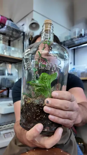Bulleit Rye Whiskey Bottle Terrarium. Today we turn this whiskey bottle from a l