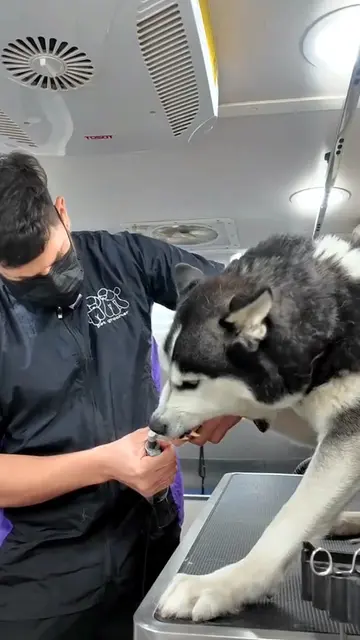 Professional dog grooming is more than a quick wash. Brushing, detangling, deshe