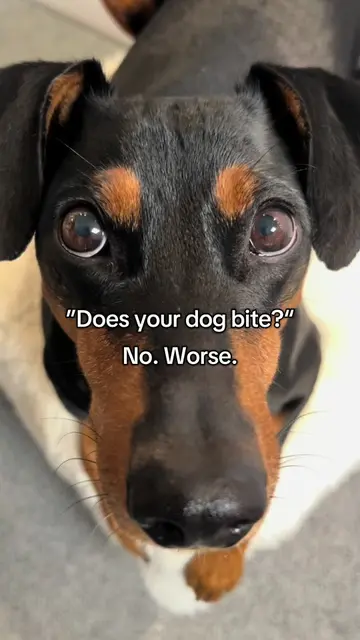 Very scary😱🦇#dog #dogsoftiktok #funnydog #doglover #doggo 