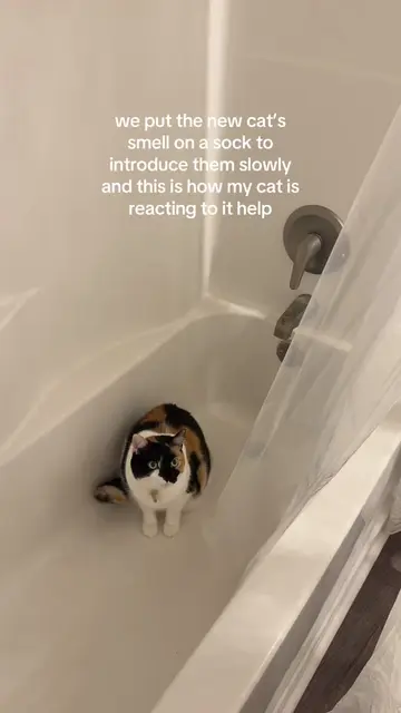 code 23-19 #fyp #cattok #relatable #pets #spicycat 