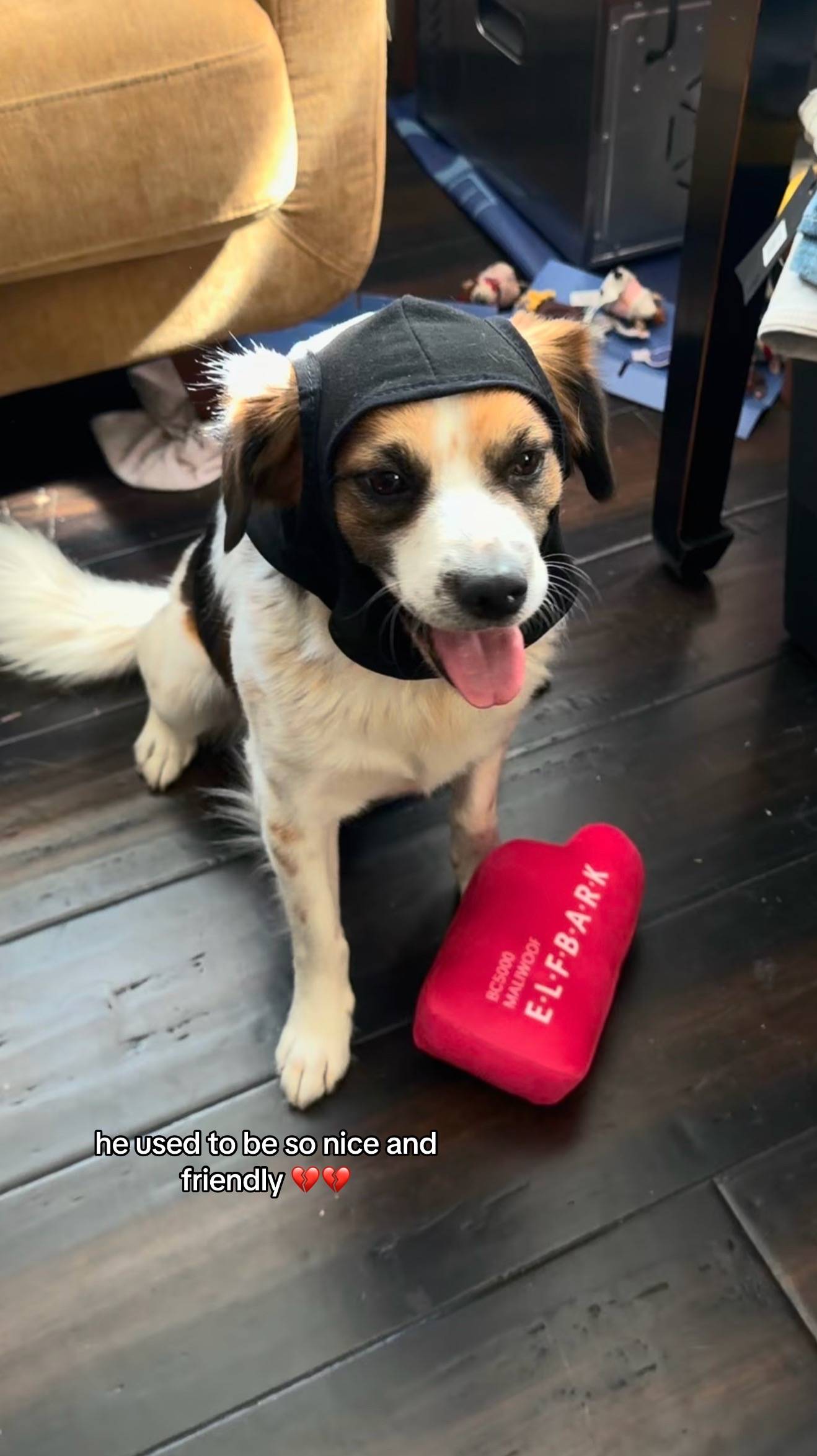 what happened to my dog man  #dogsoftiktok #PetsOfTikTok 
