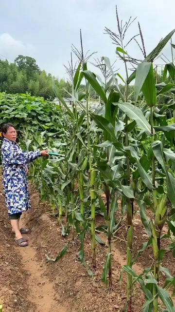 ​Traditional Corn Leaf Pruning Hack with Curved Sickle