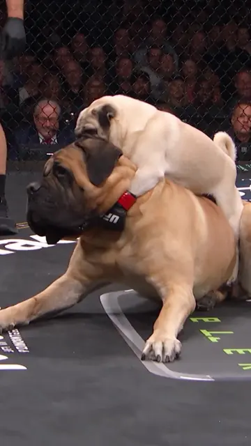 Happy birthday, Pooh! Lucas brought the rear naked choke as a gift 😂🥳 #pug #po