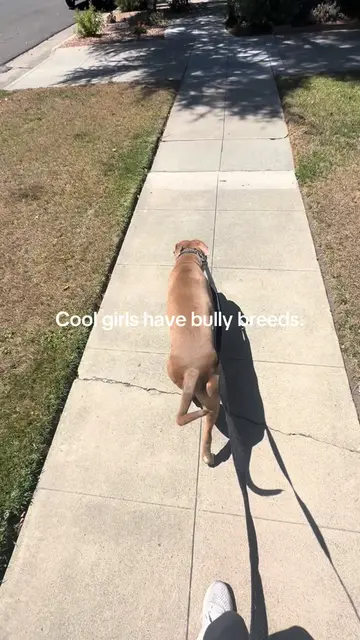 I don’t make the rules!!! Bully breeds are the BESTTTT #americanbully #bullybree