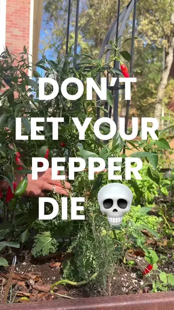 This garden hack saved me so much $$$👀 You don’t have to say goodbye to your pe
