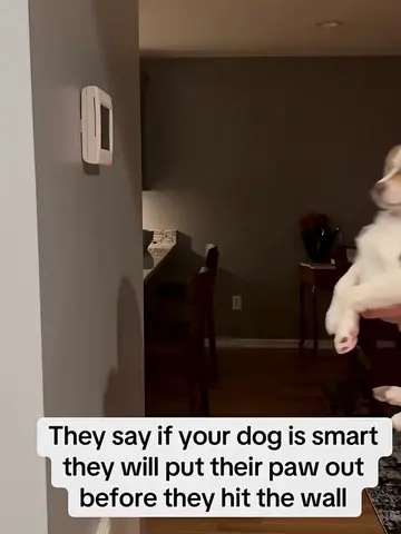 if your dog is smart,they will put their pawagainst the wall #dog  #funny  #usa 