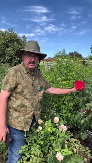 A vibrant rose named after a vibrant artist and humanitarian whose impact spans 