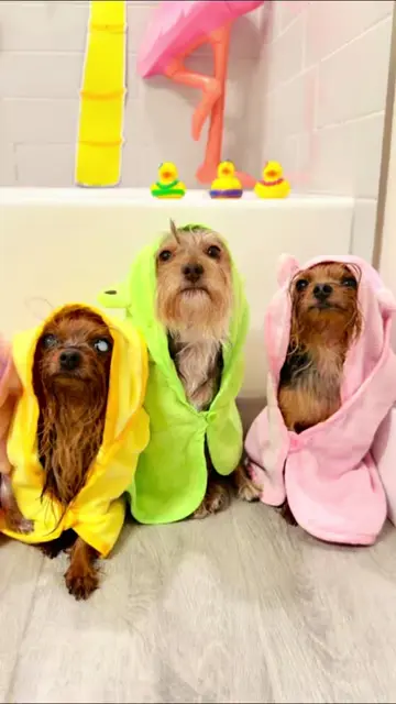 Aloha, summer! 🌺👋 10 little beach bums are freshly bathed and fluffy after one