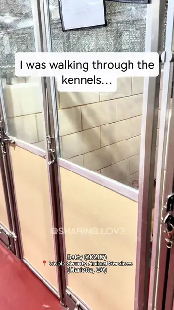 ⬇️ READ HER STORY ⬇️ Today while volunteering at the shelter, I walked past a do