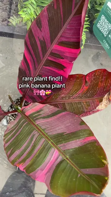 if there’s still green, there’s still hope my pink banana plant makes a recovery