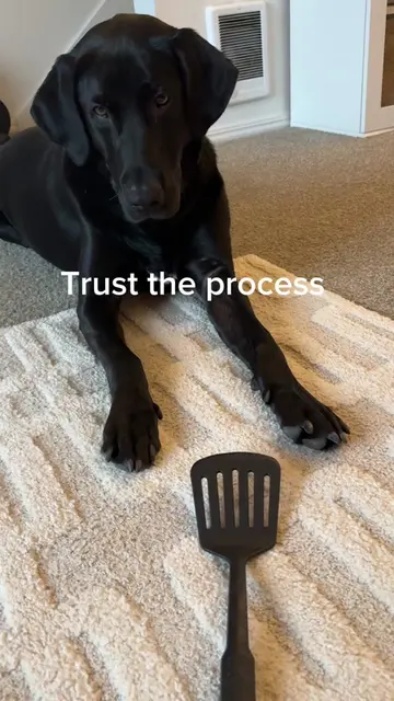 The viral spatula dog trick! #DogTraining #dogsoftiktok #labrador #cutedog #pets