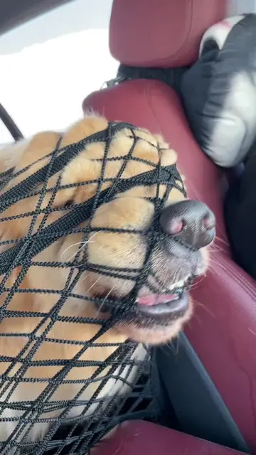 I always use this net to keep it separate every time I ride in the car#goldenret