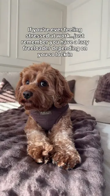 Lock in!🤣🤭 #dogsoftiktok #foryoupage #cutedog #cavapoo #doglife 
