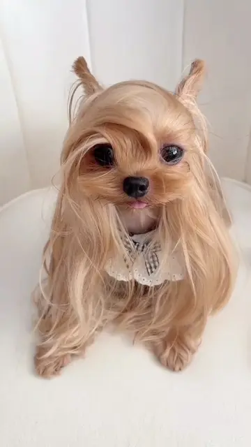 #dog #pet #hair 