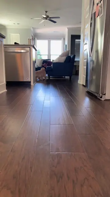 few things better in this world than a baby golden retriever 🥹 late for Nationa