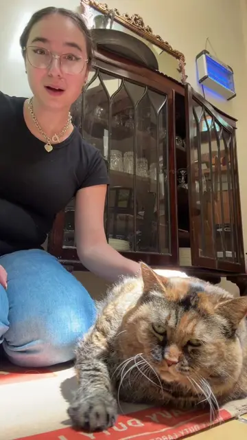 Did you get chills?😂 #fyp #catsoftiktok #chonkycat #asmr #viral 