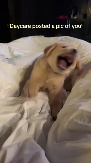 Busted 🤣 the crime: uncontrollable nibbles 🤨 #goldenretriever #goldenretriever