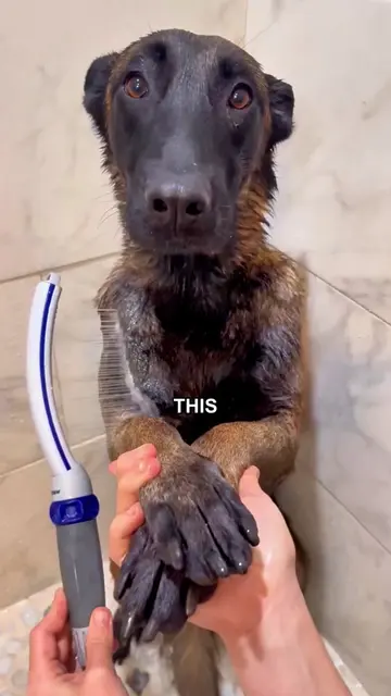 This is Rex, a Malinois retired K9 tribute #doggrooming #petgrooming #dogtransfo