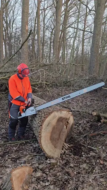 Je crois que la tronçonneuse est plus grande que moi... 😅 Un travail propre en 