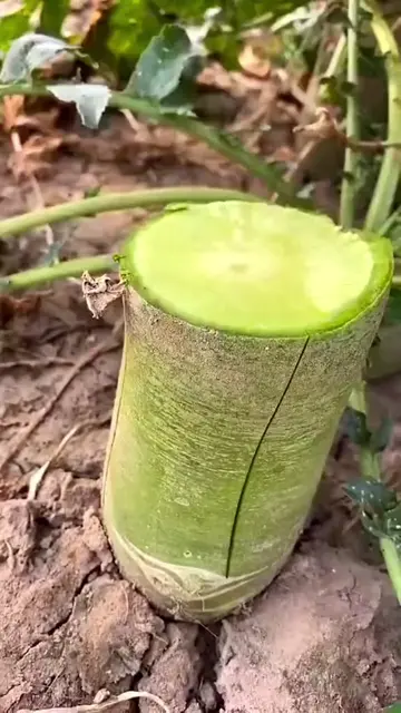 Perfect Peel!