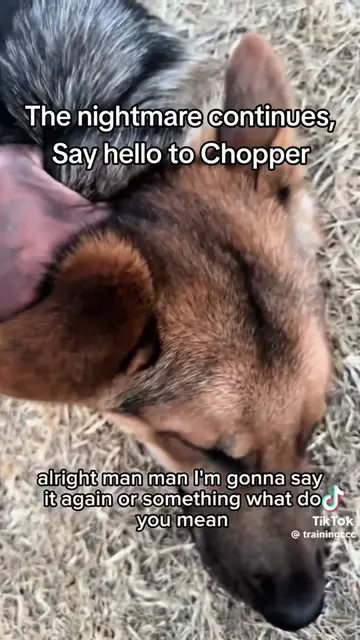 FFS! #ccc #DogTraining #dogs #doglife #fypage 