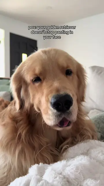 hello would you like hot stinky breath in ur face #reefthegolden #goldenretrieve
