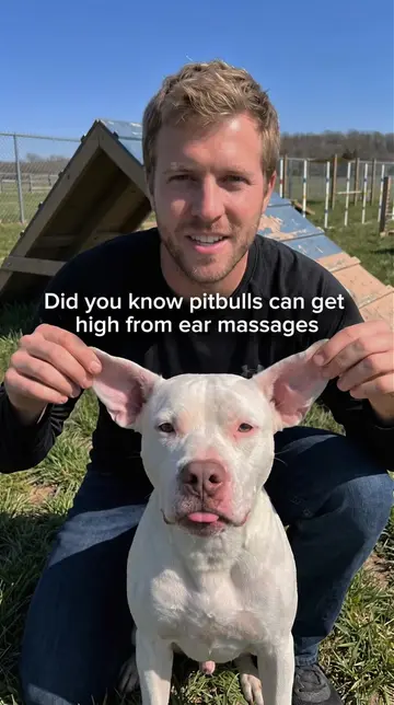 Did you know this about ear massages for your pittie?👂🐾 #doghealth #pitbull #r