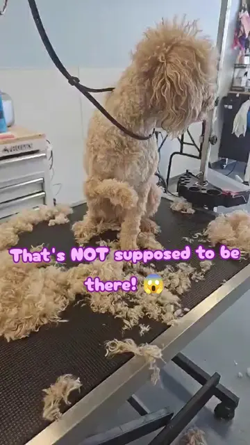 This friend came in for a grooming and had a little bit of a surprise for us!  H